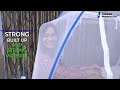 why classic mosquito net