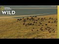 Yellowstone’s Iconic Animals | Nat Geo WILD