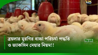 #DeeptoKrishi_C | ব্রয়লার মুরগির বাচ্চা পরিচর্যা পদ্ধতি ও ভ্যাকসিন দেয়ার নিয়ম | Deepto Krishi