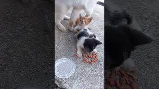 street feeding stray cat || kitten 🥰