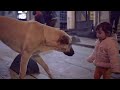 Stray - Nazar and Zeytin Clip