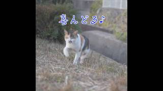 ミケ猫がひとり寂しそうにしてたので呼んだら喜んで来た！ #三毛猫 #癒し #地域猫