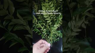 How To Store Curry Leaves ಕರಿಬೇವನ್ನು ಹೀಗೆ ಹಾಳಾಗದಂತೆ ಇಡಿ #food #sandhyakbeautytips #viralvideo