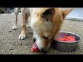 一年ぶりにスイカを食べる犬