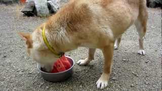 一年ぶりにスイカを食べる犬