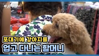 포대기에 강아지를 업고 다니는 할머니 MBN 210805 방송