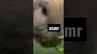 【asmr】もぐもぐタイム #asmr #rabbit #토끼 #うさぎ #もぐもぐたいむ #animals #兔子 #komatsuna