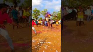 மயிலைக் காளையின் தரமான ஆட்டம் #jallikattu #tamil #bullsrace #kangayam #bull #viralvideo #viralreels