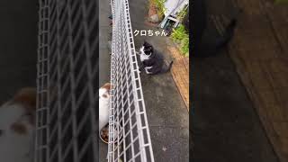 【地域猫】甘えるチャコちゃんと素知らぬクロちゃん　#Shorts