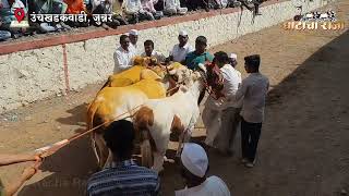 प्रसिद्ध गाडामालक सरपंच श्री जानकुशेठ डावखर । जुपनी जमली की बारी लागलीच समजा । उंचखडकवाडी यात्रोत्सव