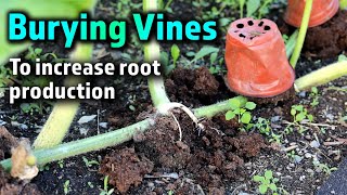 Burying Vines | Giant Pumpkin Beginner Tips