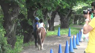 20110521  碑文谷公園ポニー