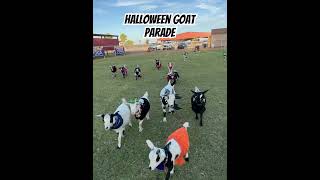 Spooky Goat Yoga all of Oct! Goats, alpacas \u0026 a cow all in costume! #goatyoga #halloween