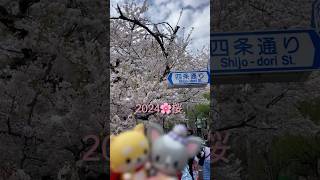 【京都】🌸満開の桜🌸海外JAMさんにも紹介したい😊