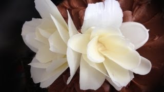 how to make a CHOCOLATE FLOWER rose by Ann Reardon How To Cook That Chocolate