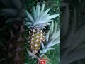 pineapple அன்னாச்சி பழம் mas thanjai