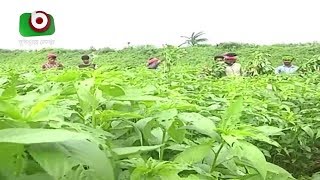 ফরিদপুরে এবারও পাটের ব্যাপক আবাদ | Faridpur Jute Cultivation | Bangla News Latest