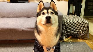 これが狼犬のマジモード？毛が逆立つ瞬間！！ハスキー犬とトイプードル