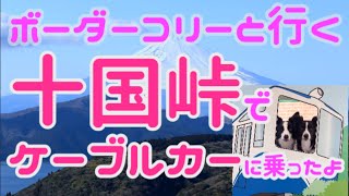 【犬と旅行】十国峠ケーブルカーに乗ったボーダーコリー達いい子で乗れるかな？山頂でのお楽しみに大はしゃぎ♪