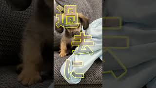 犬が「仮病」を使ったら必ず放置して！ #shorts