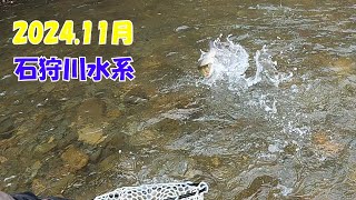 【ルアー釣り】2024.11月 石狩川水系　11月になってもニジマス釣り