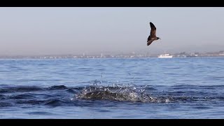 Watch This Slow Motion Dolphin Feeding Frenzy as These Common Dolphins Chow Down on Anchovies