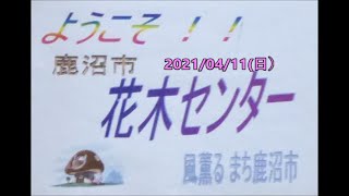 栃木県鹿沼市・鹿沼花木センター　2021/04/11