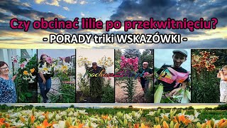 Kiedy i jak obcinać lilie po przekwitnięciu? Jak pielęgnować lilie? - PORADY triki WSKAZÓWKI -