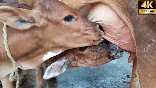 Twin Calves | Baby Calves Drinking Milk From Mother Cow in Dairy Farm | Dairy Farming [ 4K ]