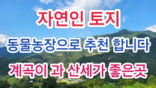 매물번호300번 읍내리 5분거리  나는 자연인이다 토지 계곡이 있는곳 가격 좋아요