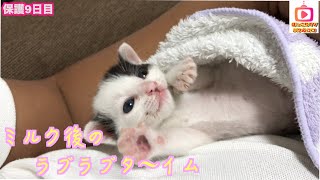 【保護子猫】成長日記9日目！part2　ミルク後には甘えてくれるかわいい赤ちゃん子猫！cat