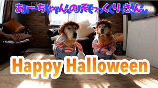 Happy Halloween あーちゃんのそっくりさん現る　ゴールデンレトリバー