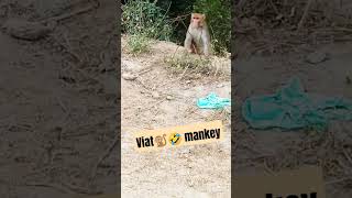 monkey 🐒 video { #ytshorts  #astats