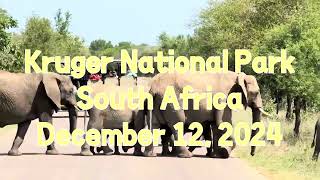 南非真是一个野生动物观察的好地方。非洲五大野生动物看到  Kruger National Park, South Africa, the world’s best place for safari.