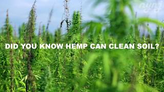 Using Hemp to Clean our Soil??