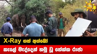 X-Ray ගත් අග්බෝ - කැලේ මැද්දෙන් හමු වූ තේක්ක රාජා - Hiru News