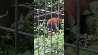 レッサーパンダ(Ailurus fulgens、中国語: 小熊貓)   Lesser panda  Red panda