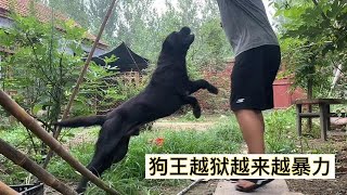 加纳利犬狗王旋风越狱，越来越暴力，越来越不简单