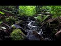 serene forest stream 4k relaxation with natural water sounds