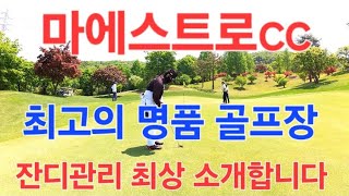 안성 마에스트로cc 코스와 잔디관리 최고 골프장 [필드영상후기] 2024년 5월3일 금요일