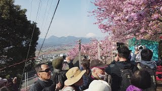 2019年第21回まつだ桜まつり 西平畑公園頂上→JR松田駅 2019/02/24 09:28