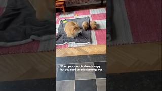 Funny cat and dogs 😂😂 episode 230 #funny #dog #pets #cat #shorts