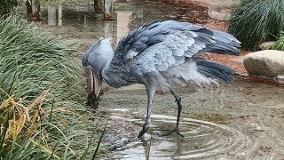 shoebill、ミリーの捕食失敗＠上野ハシビロコウ