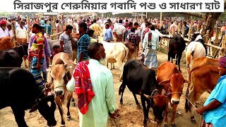 ঢাকার অন্যতম বৃহৎ সিরাজপুর শেরুমিয়ার গবাদি পশুর হাট থেকে স্বল্পমূল্যে গরু কিনতে দেখুন|প্রথম পর্ব