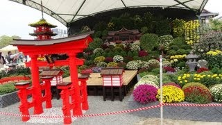 広島城大菊花展　Chrysanthemum Exhibition in Hiroshima Castle