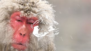 【4seasons】Explore Snow Monkey Town Yamanouchi