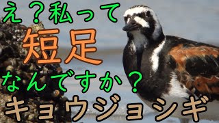 誰が短足やねん！！キョウジョシギ/京女鷸/Ruddy Turnstone/鳴き声/雌雄/夏羽/夏羽換羽中/採餌/水浴び/羽繕い/尾脂腺