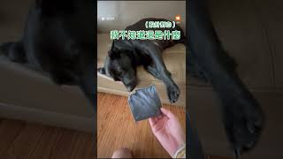 狗一直躺著不起 媽：肯定有鬼｜動物｜搞笑