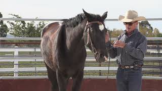 Putting the snaffle on a Warmblood mare for the first time- part 3