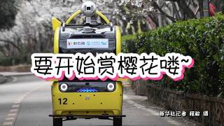 笑哭！🚌无人小车车带你看实景樱花啦，中国武汉大学校园「铁憨憨」无人车开着你看樱花一起在线赏樱花